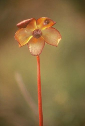 BILL BOWER/Sun-Gazette Correspondent Pitcher plants flower in May and June.